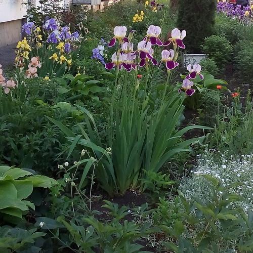 Photo #4908119