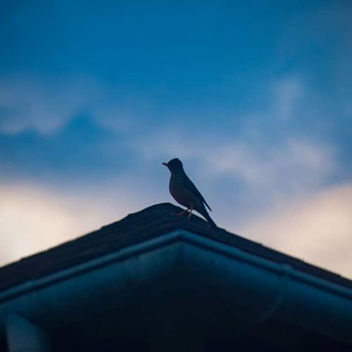 Bird in blue