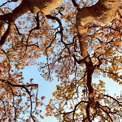 Lookup