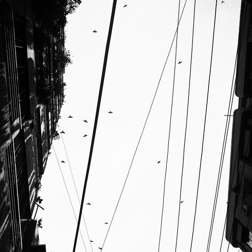 City Fly's