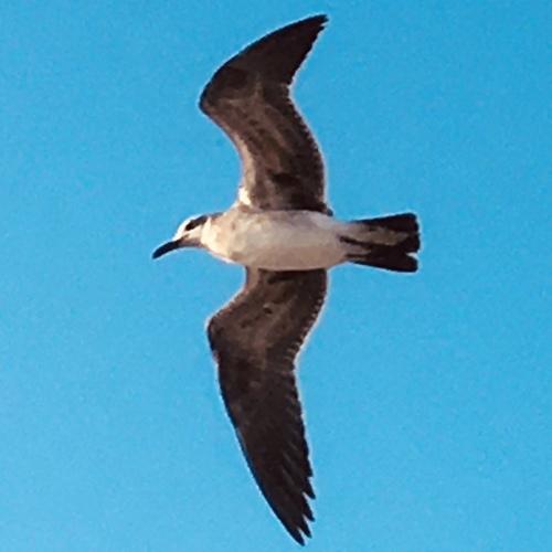 Photo #4910630