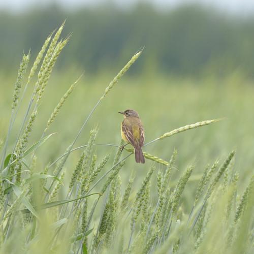 Photo #4911558