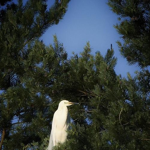 A white heron sits on a pine tree