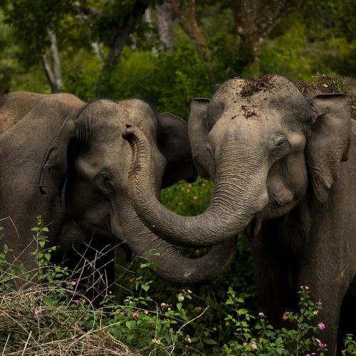 The Secret language of Elephants