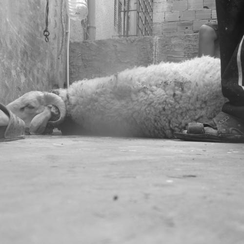 Photo #4912932