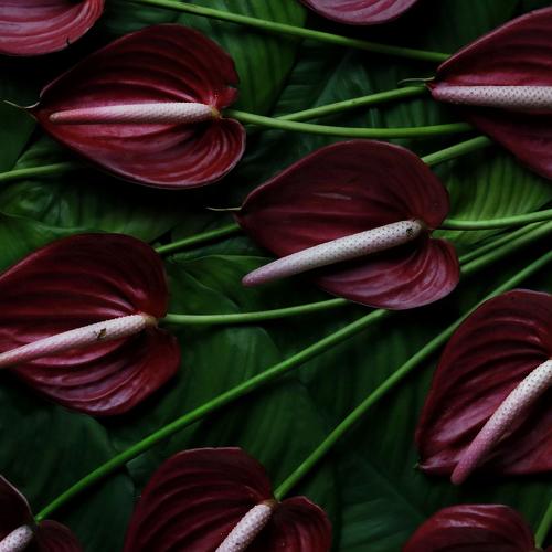Photo #4912984