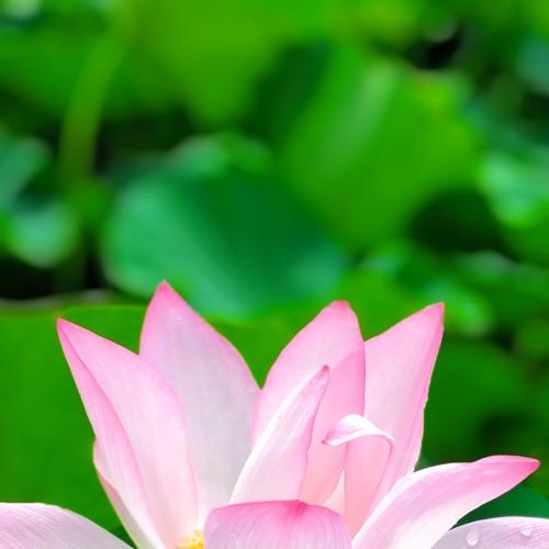 Beauty of nature