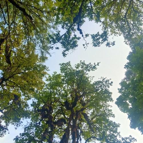 Nature ❤️