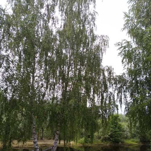 Photo #4915102
