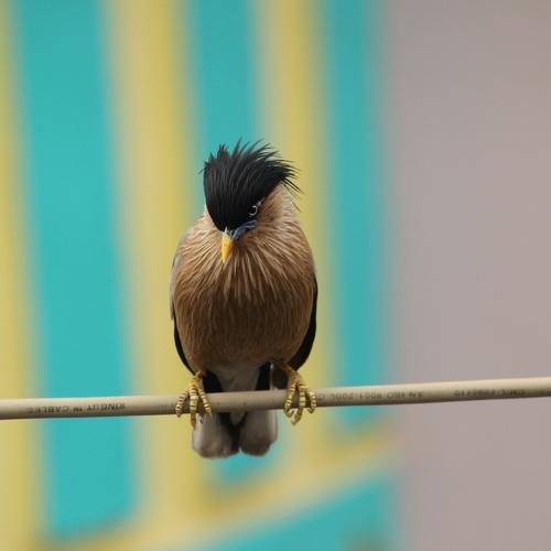 Photo #4915636