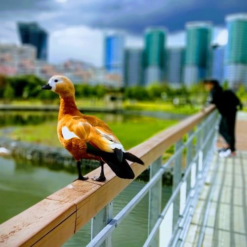 Duck from Moscow