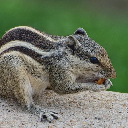Photo #4919593