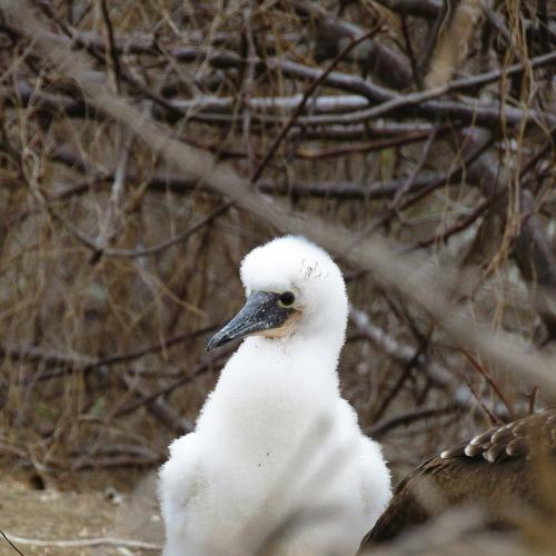 Photo #4919600