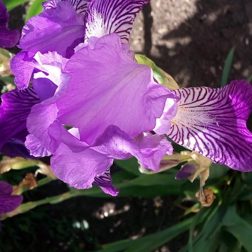 Photo #4919683