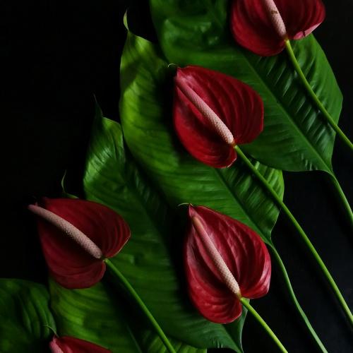Photo #4920567