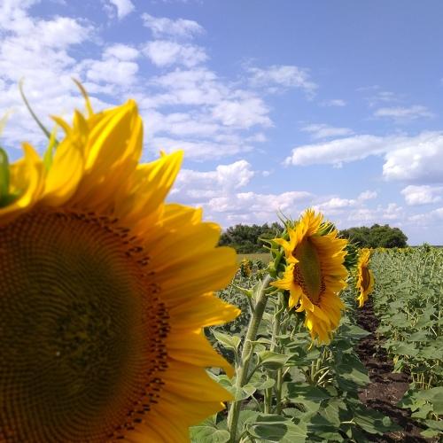 Photo #4922063