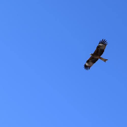Photo #4922277