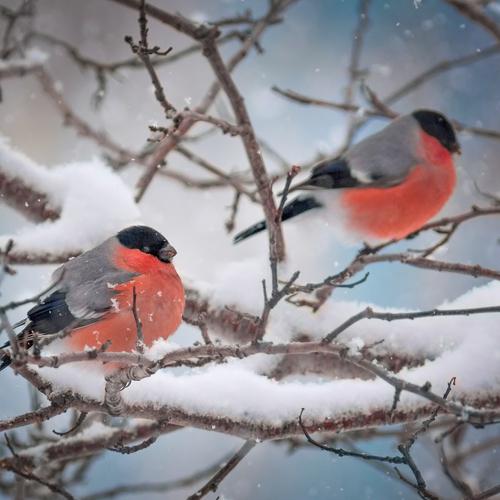 Photo #4923840