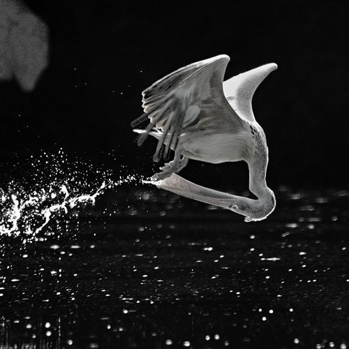 Pelican gulp