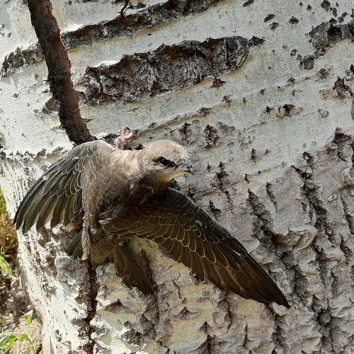 Photo #4924808