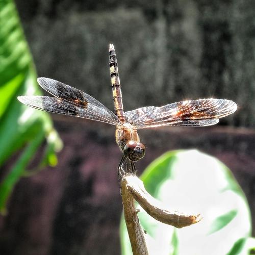 Photo #4924876