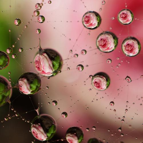 Dew Droplets