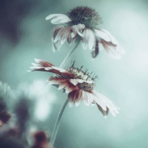 Photo #4925536