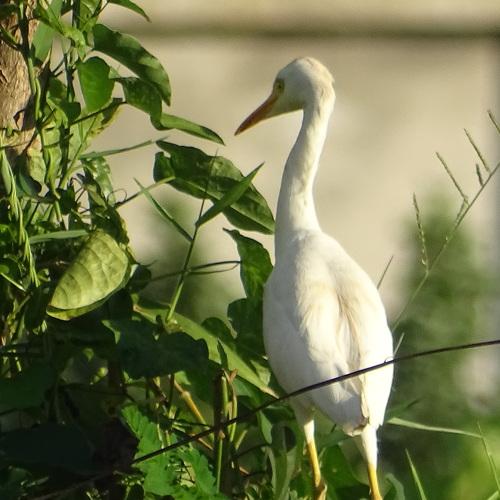 Photo #4926002