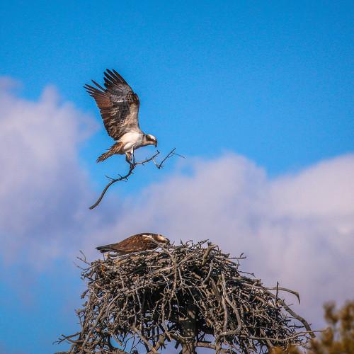 Photo #4926111