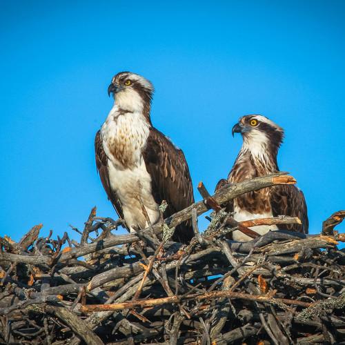 Photo #4926151