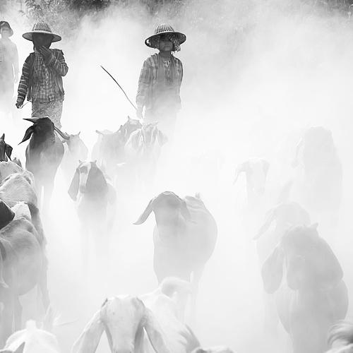 Photo #4926980