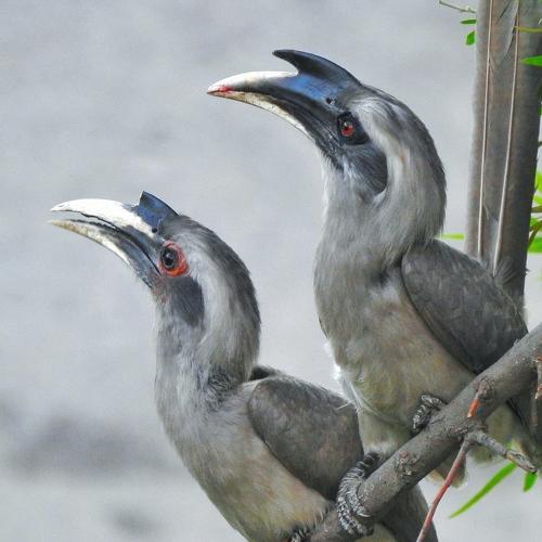 Indian Gray hornbill pair