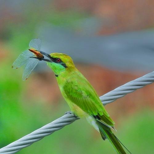 Green bee eater with dragonfly catch