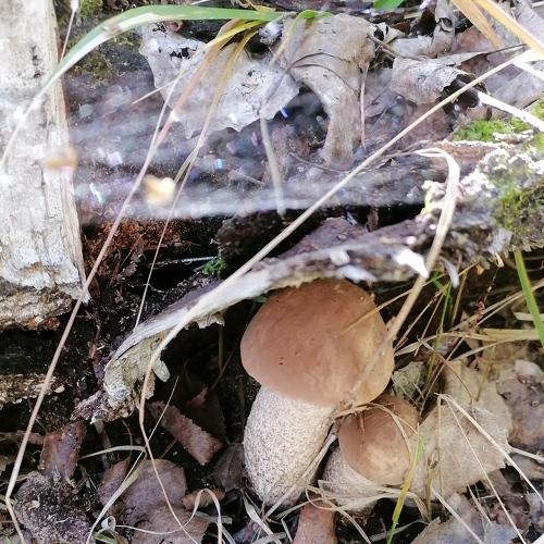 Photo #4927126