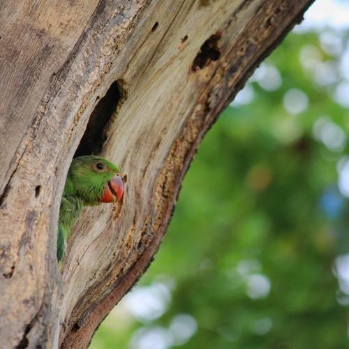 Rose ring parakeet juvenile