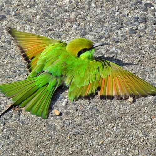 Green bee eater sand bath