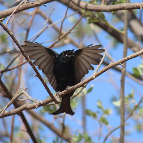 Photo #4927617