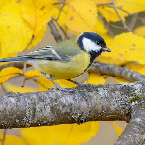 Tomtit_Autumn
