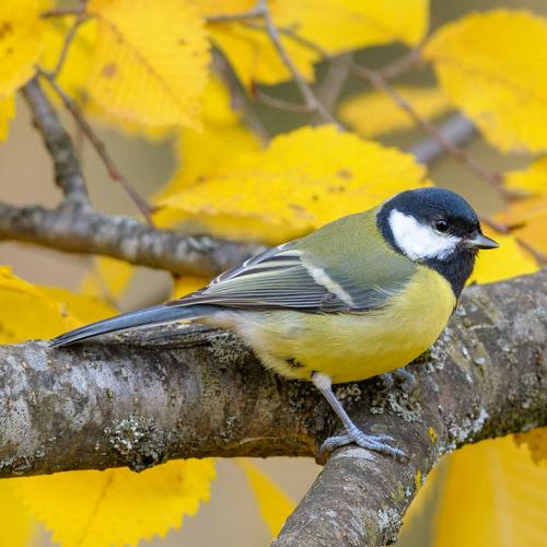 Tomtit_Autumn