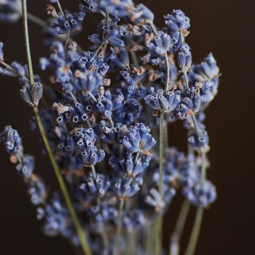Photo #4928084