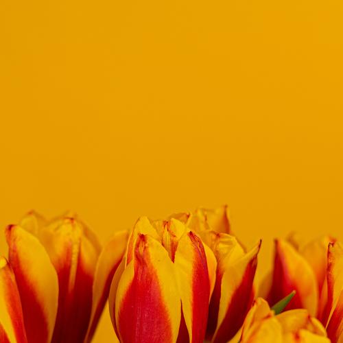 Photo #4928099