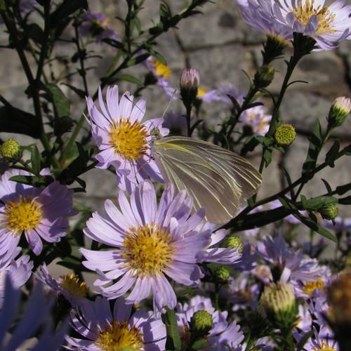 Photo #4928382