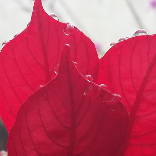Photo #4929874