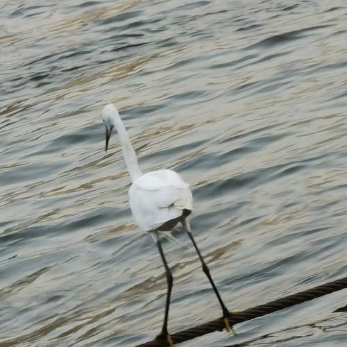 Photo #4930032