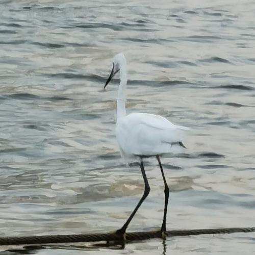 Photo #4930034