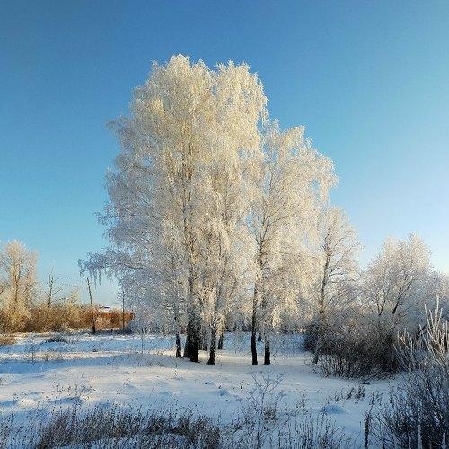 Белые березы