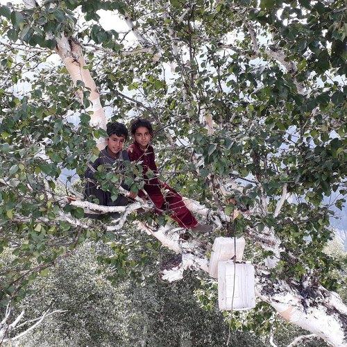 Children of Nomands looking for livestock from a tree