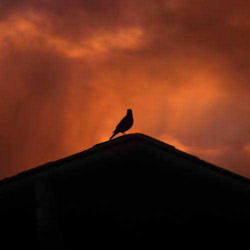 Photo #4933175