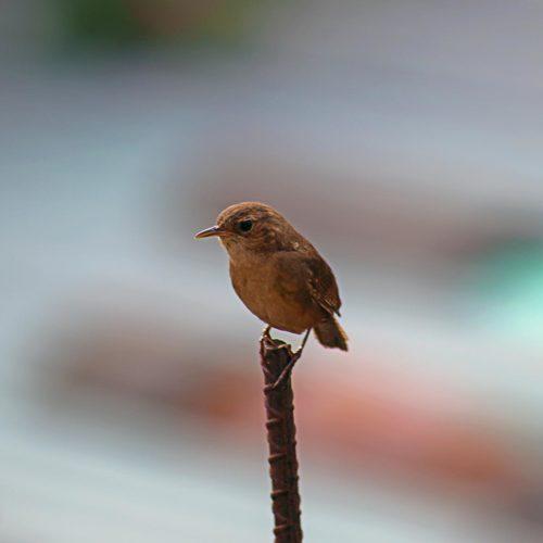 Photo #4933290
