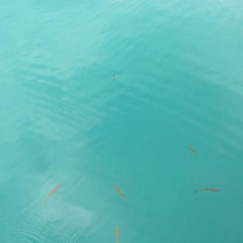 Photo #4933529